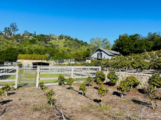 Sundays on Toro Ranch California Gesha